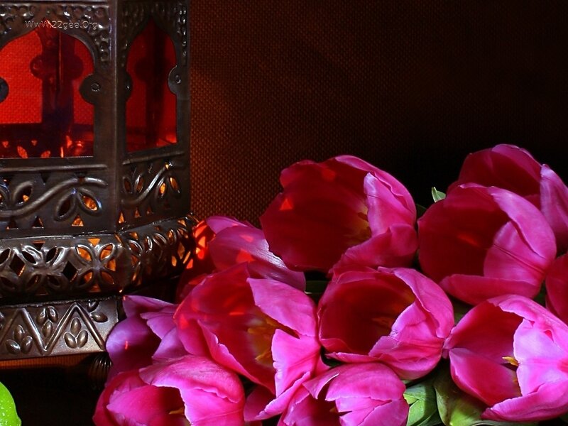 Pink Tulips and Lantern — Dramatic