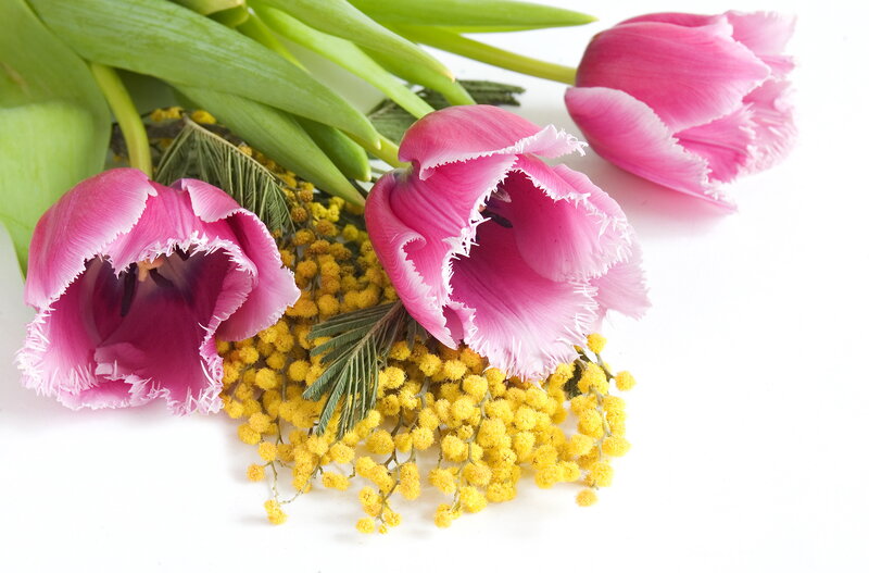 Pink Tulips and Mimosa — Calm