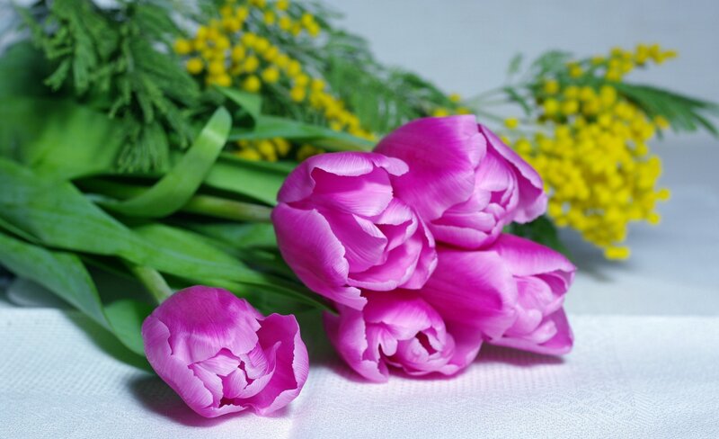 Pink Tulips and Mimosa