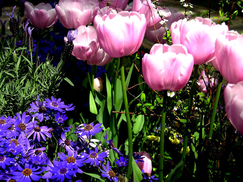 Pink Tulips and Purple Flowers