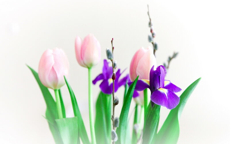 Pink Tulips and Purple Iris