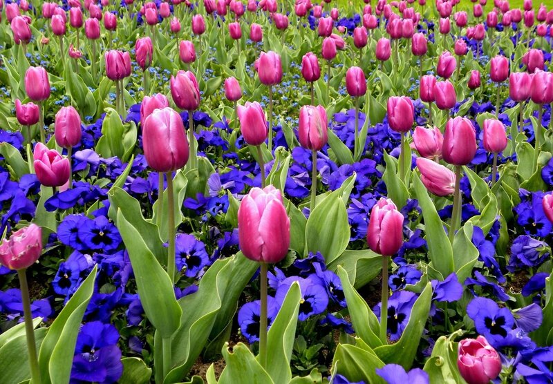 Pink tulips and purple pansies