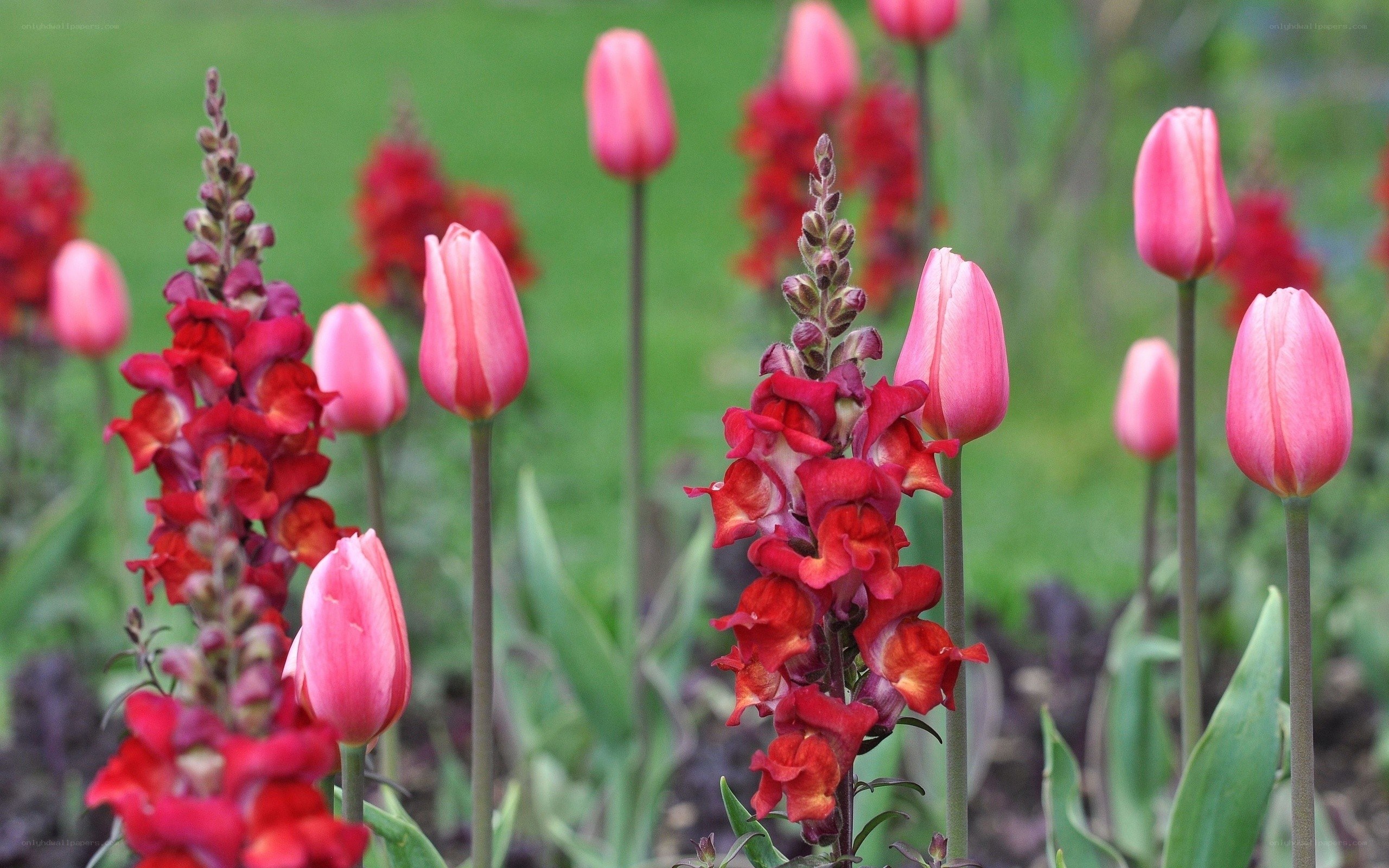 Pink tulips and red snapdragons