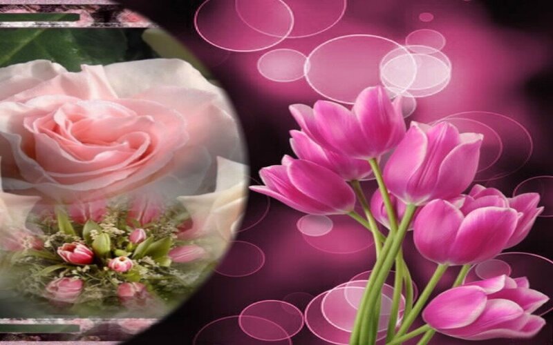 Pink Tulips and Rose