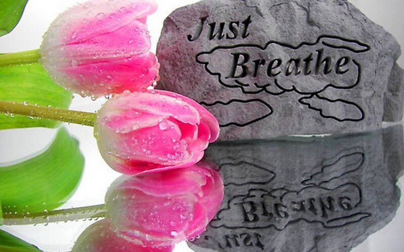 Pink Tulips and Stone — Serene