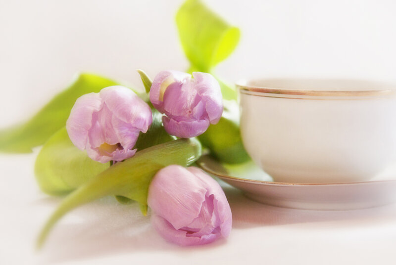 Pink Tulips and Teacup — Serene, Spring