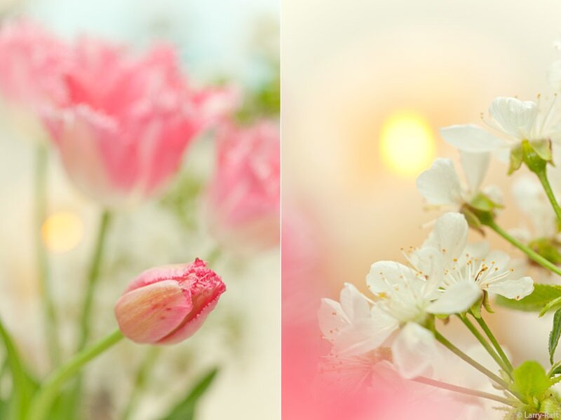 Pink Tulips and White Blossoms