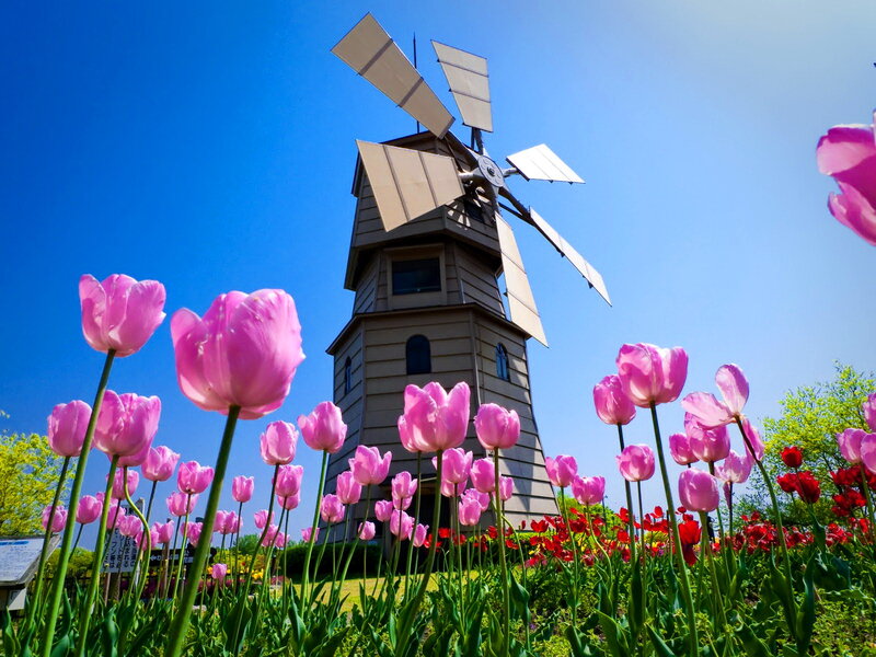 Pink Tulips and Windmill — Bright, Spring