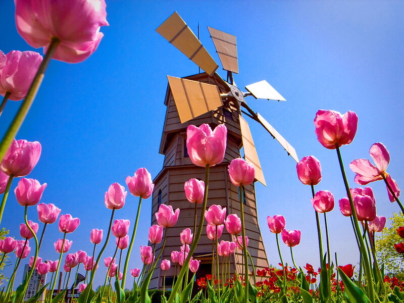 Pink Tulips and Windmill — Bright