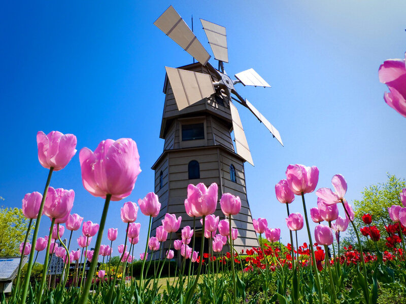 Pink Tulips and Windmill — Serene