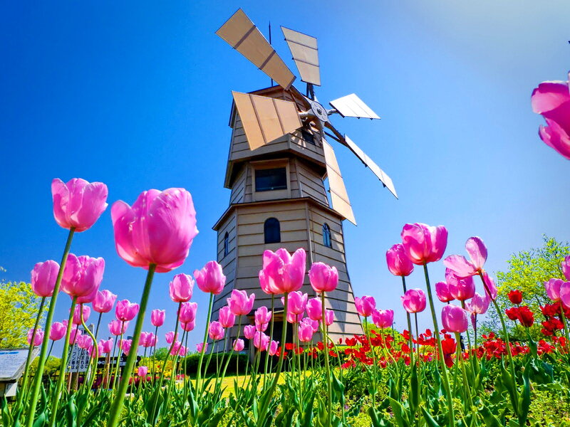 Pink Tulips and Windmill
