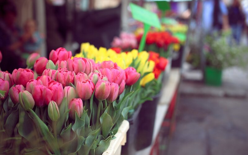 Pink Tulips at Market