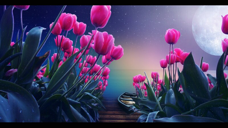 Pink Tulips at Night