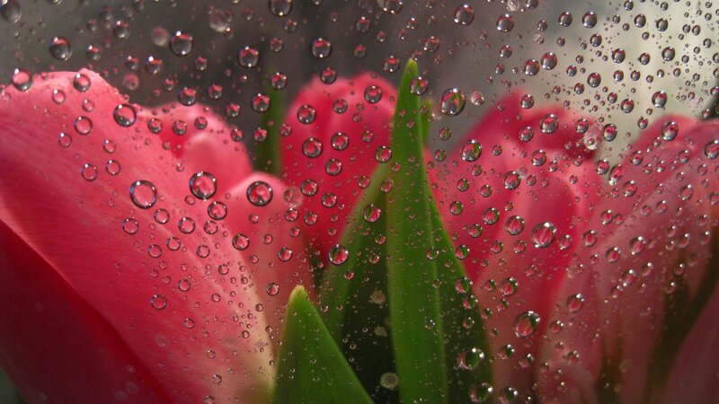 Pink Tulips Behind Glass — Calm, Photograph