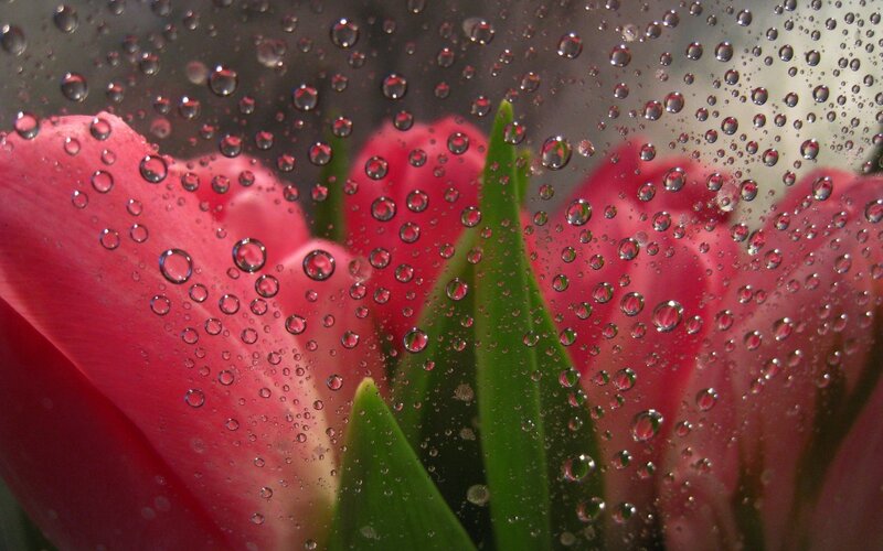 Pink Tulips Behind Glass — Calm