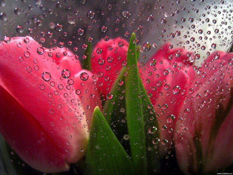 Pink Tulips Behind Glass