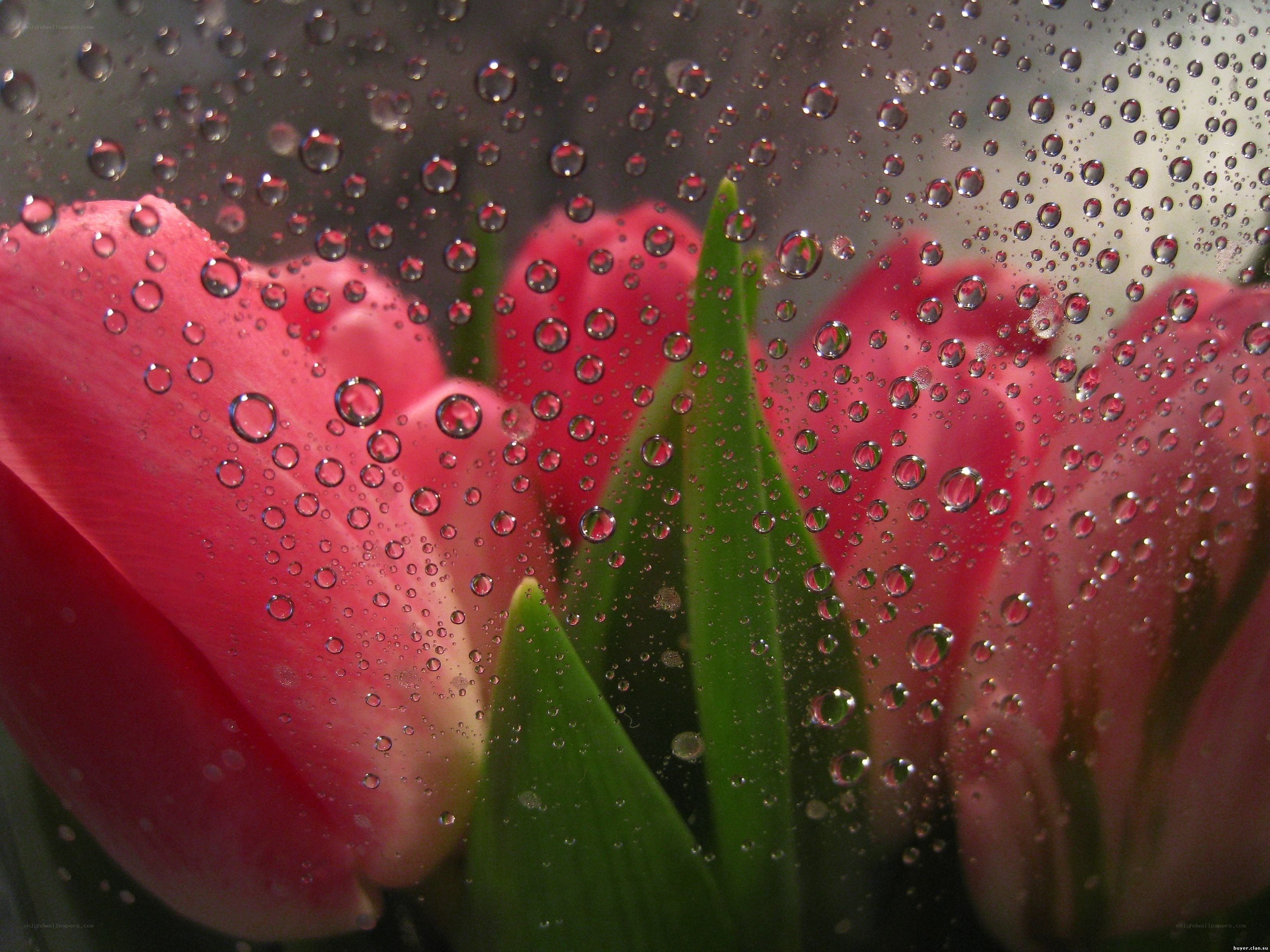 Pink tulips behind water droplets