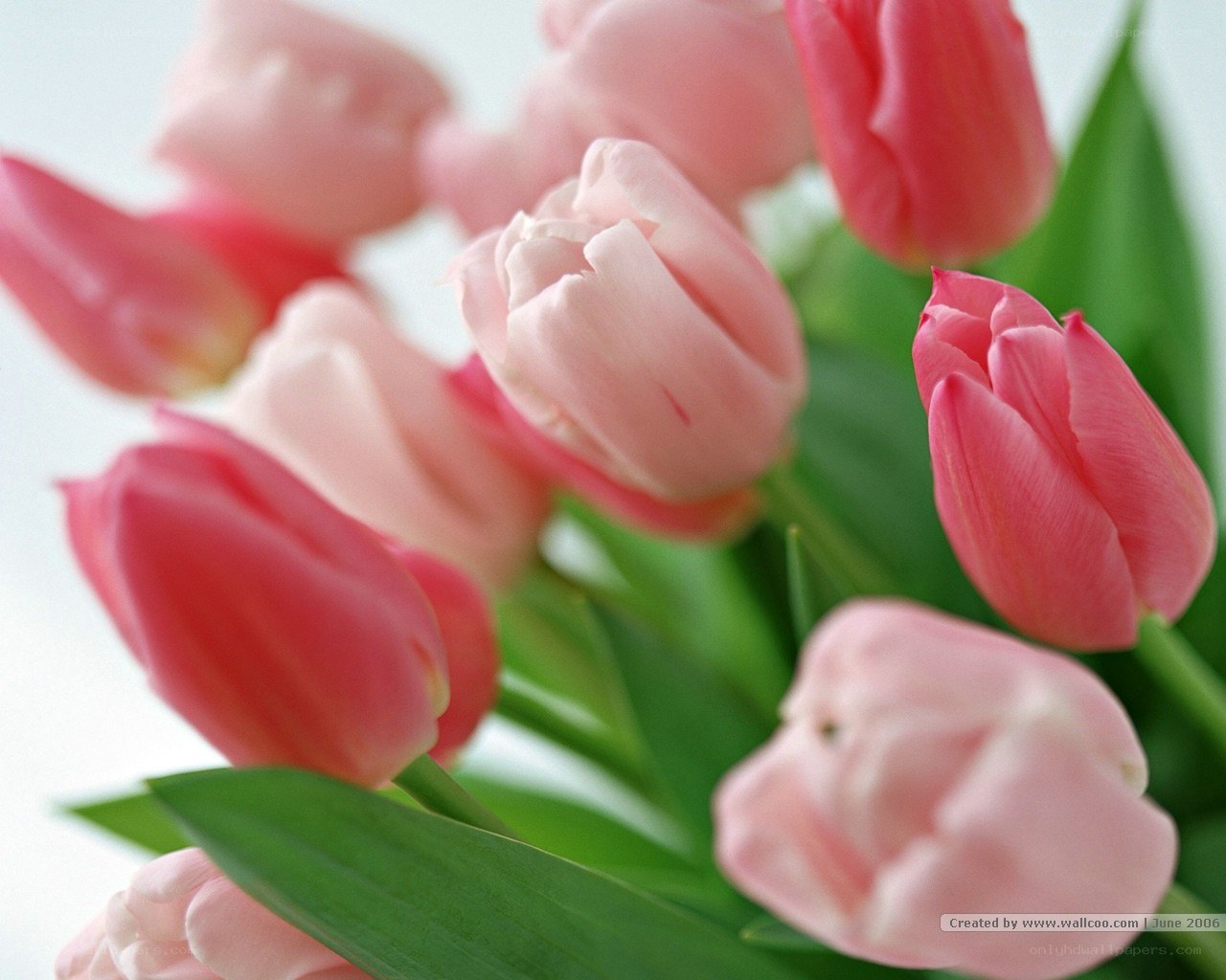 Pink tulips bouquet
