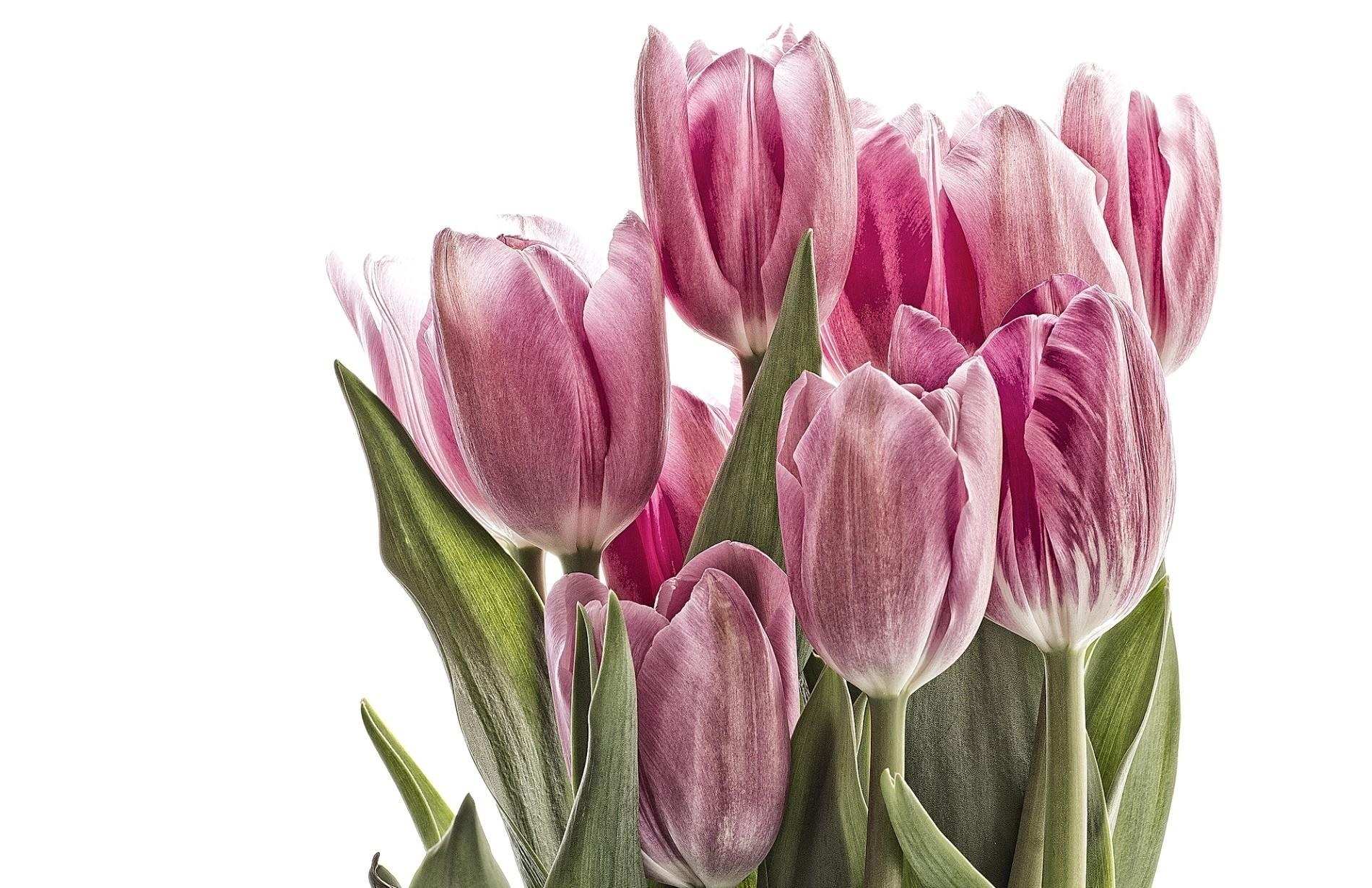 Pink tulips bouquet