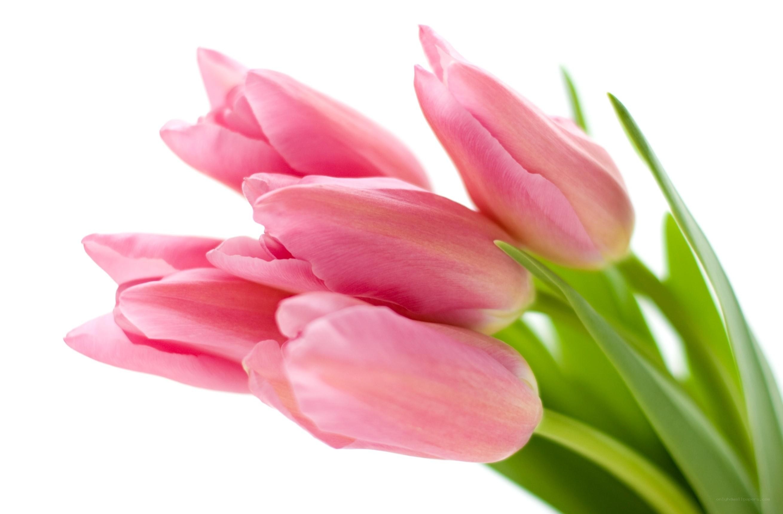 Pink tulips bouquet