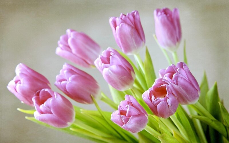 Pink Tulips Bouquet — Calm, Photograph, Green Leaves, Flower Stems