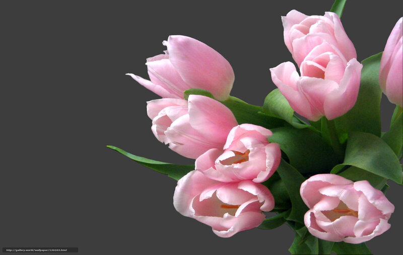 Pink Tulips Bouquet — Calm, Photograph, Green Leaves