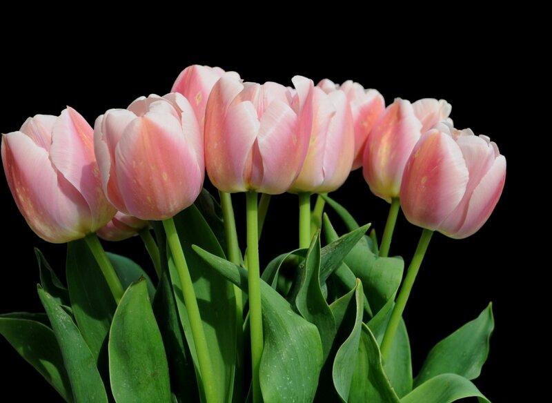 Pink Tulips Bouquet — Calm, Photograph