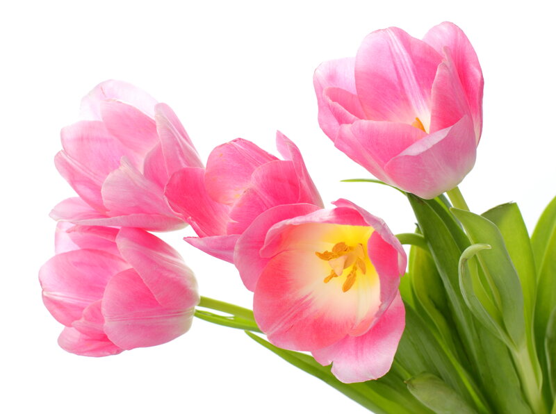 Pink Tulips Bouquet — Calm, Spring, Photograph, Green Leaves, Flower Petals