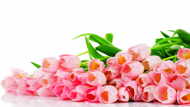 Pink Tulips Bouquet — Calm, Spring, Photograph, Green Leaves, White Background