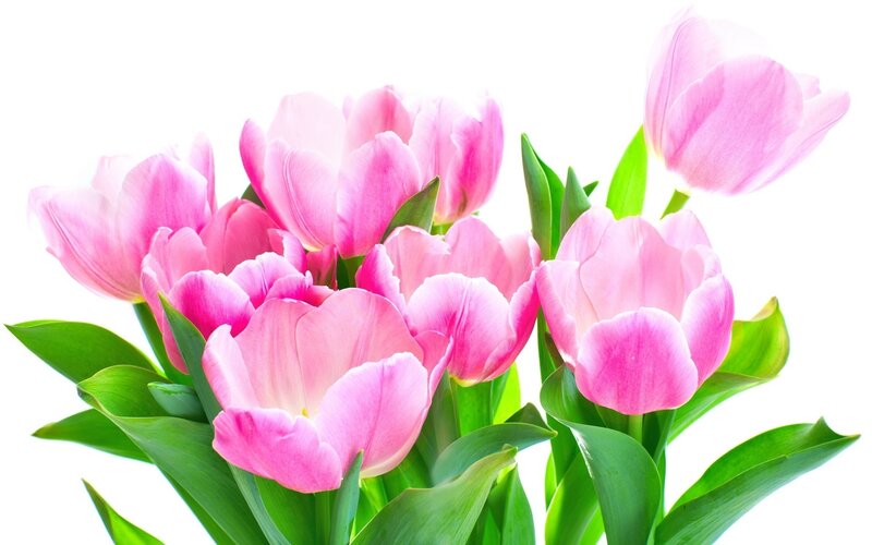 Pink Tulips Bouquet — Calm, Spring, Photograph