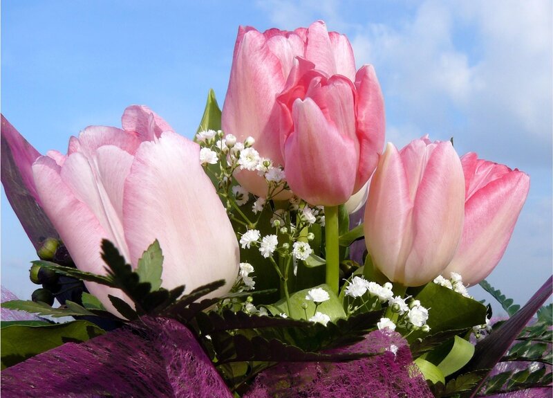 Pink Tulips Bouquet — Serene, Afternoon, Photograph