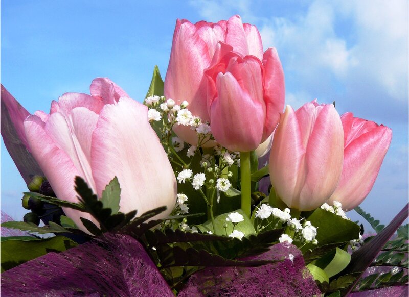 Pink Tulips Bouquet — Serene, Afternoon