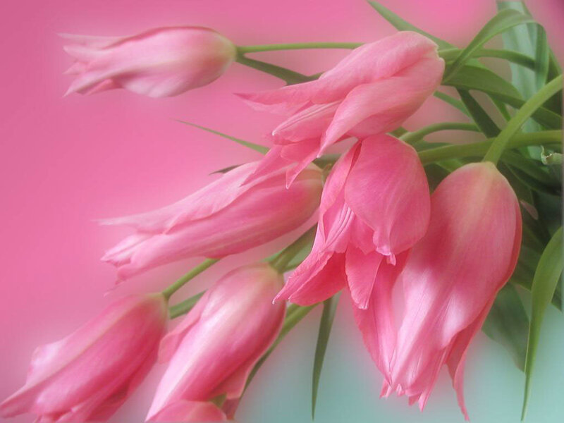 Pink Tulips Bouquet — Serene, Photograph, Green Stems, Leaves