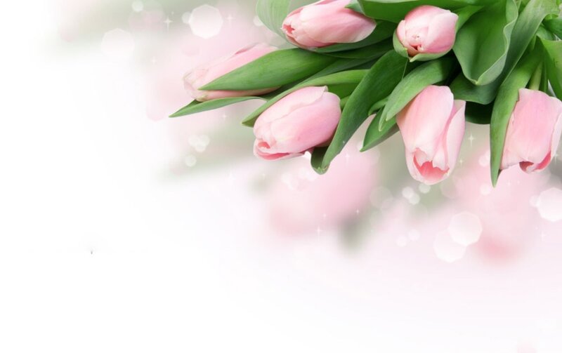 Pink Tulips Bouquet — Serene, Spring, Photograph, Green Leaves, Bokeh
