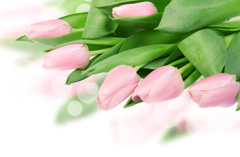 Pink Tulips Bouquet — Serene, Spring, Photograph