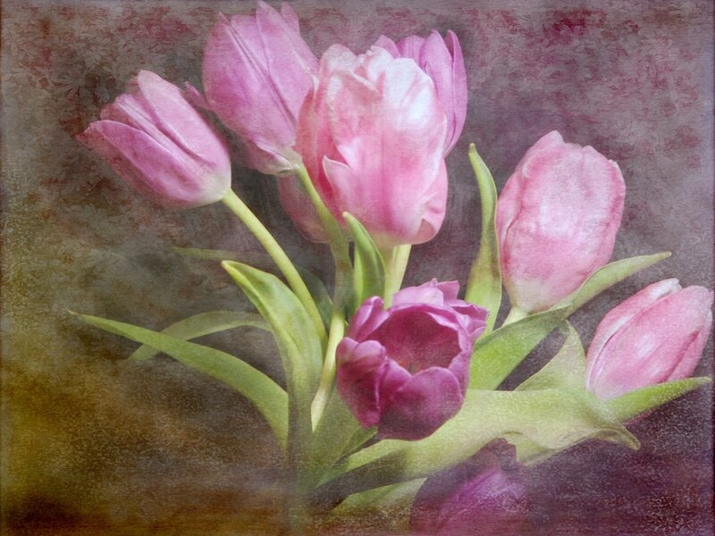 Pink Tulips Bouquet — Serene