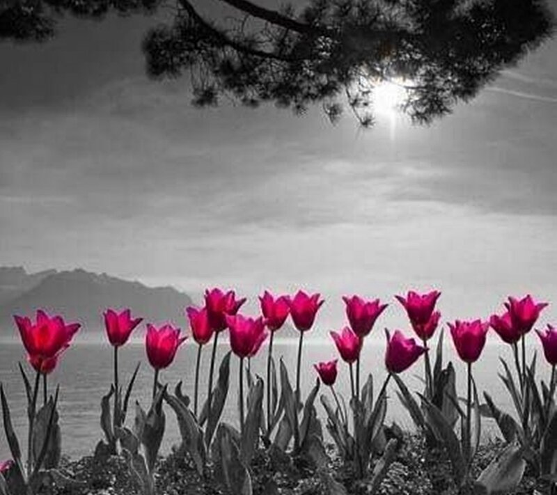 Pink Tulips by Lake — Red