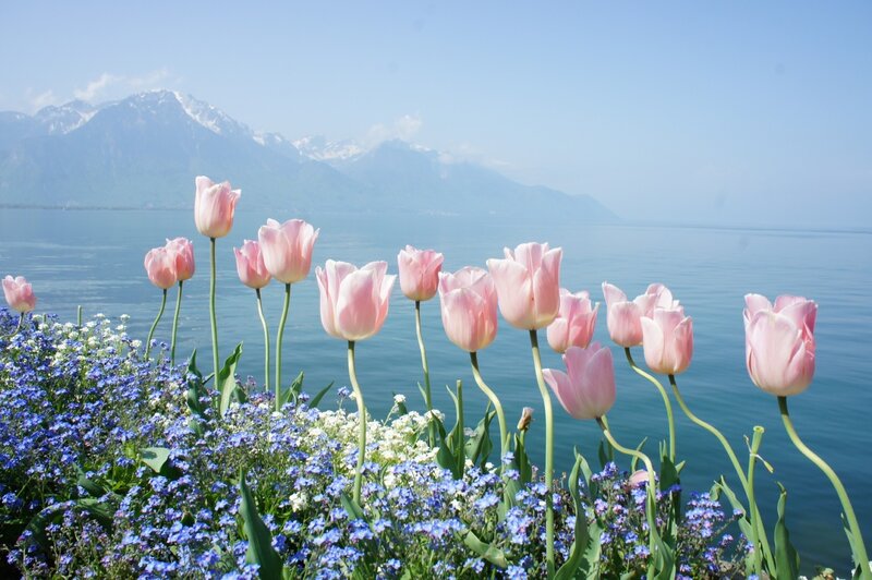 Pink Tulips by Lake — Serene, Spring, Photograph