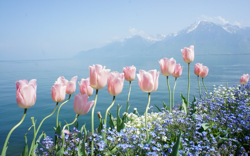 Pink Tulips by Lake — Serene, Spring