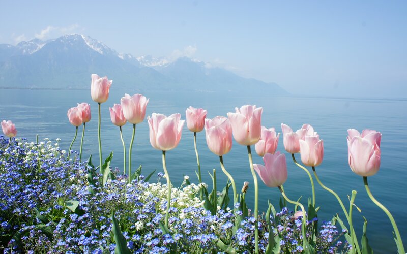 Pink Tulips by Lake — Serene