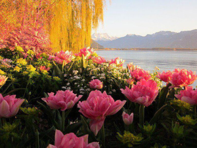 Pink Tulips by Lake