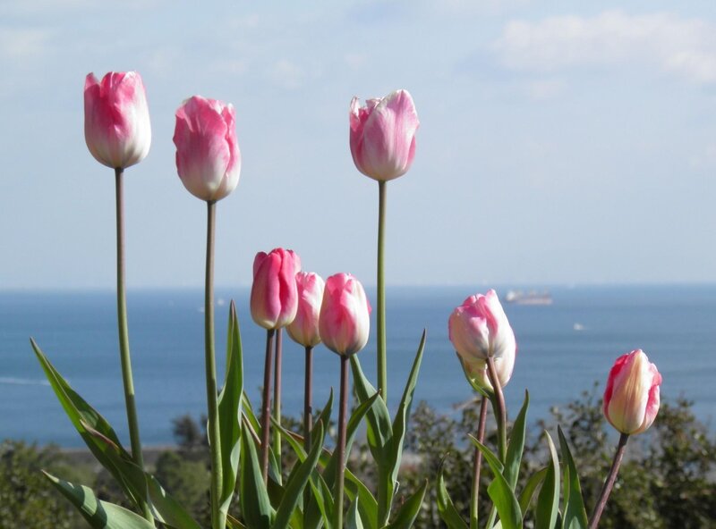 Pink tulips by the sea