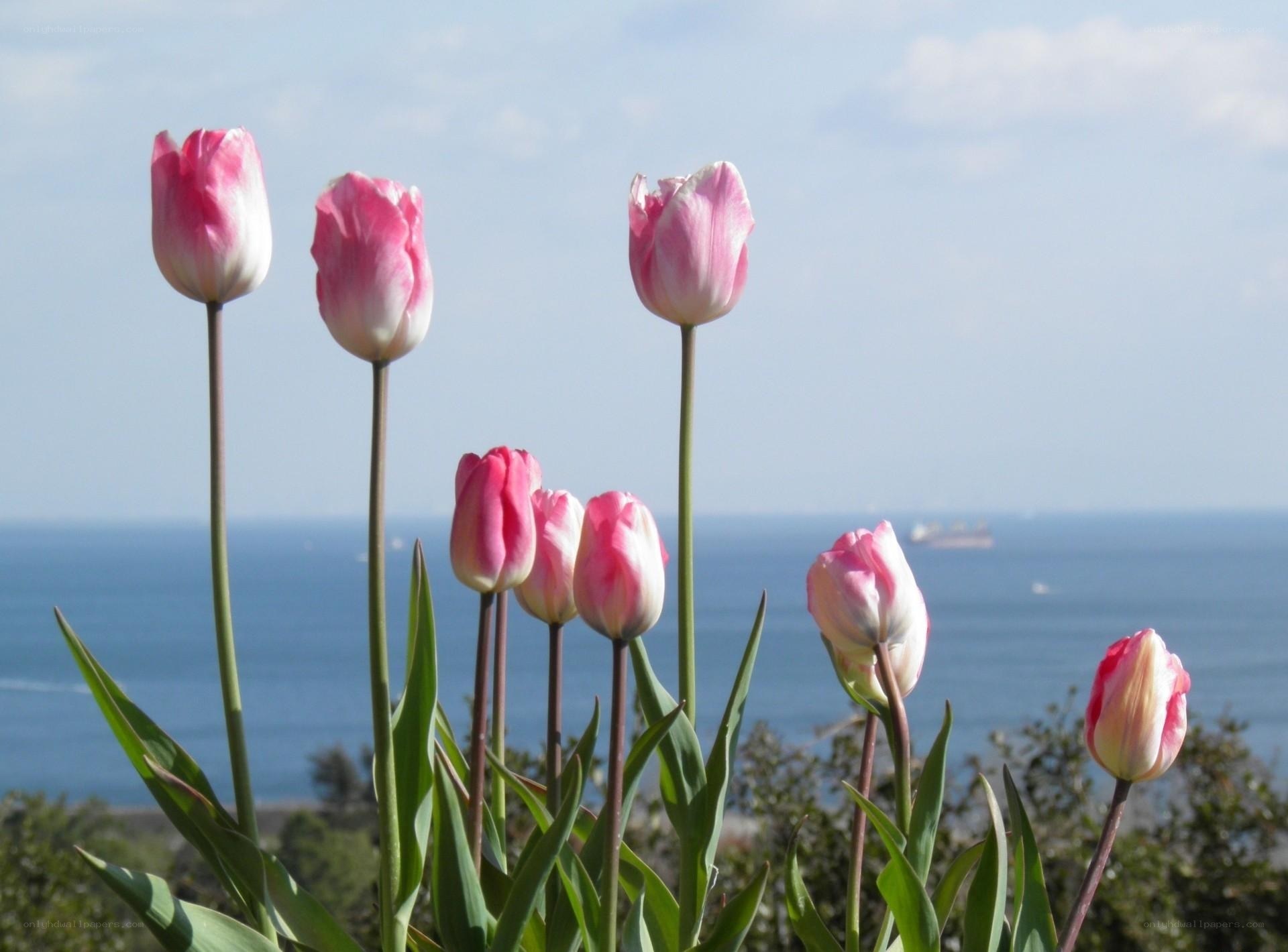 Pink tulips by the sea