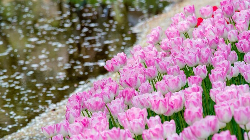 Pink Tulips by Water — Serene