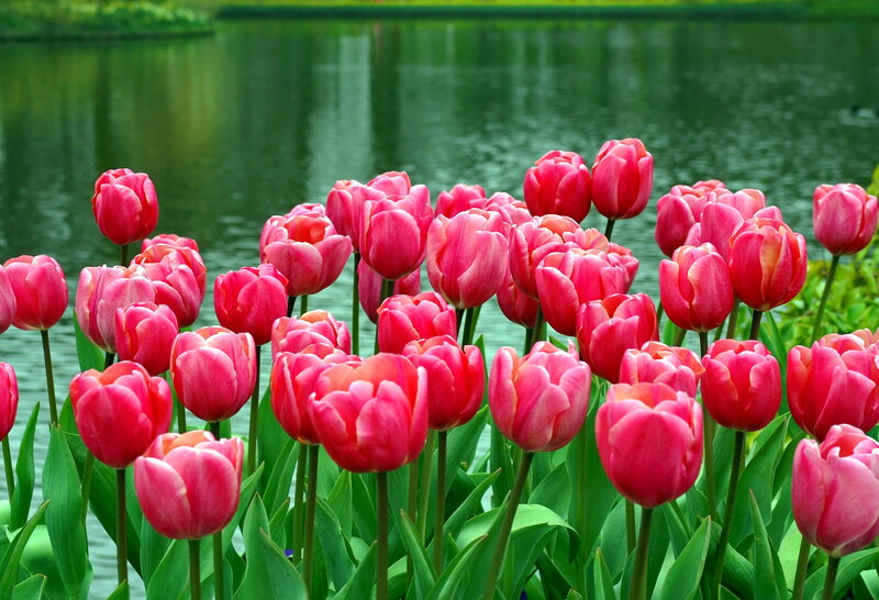 Pink Tulips by Water