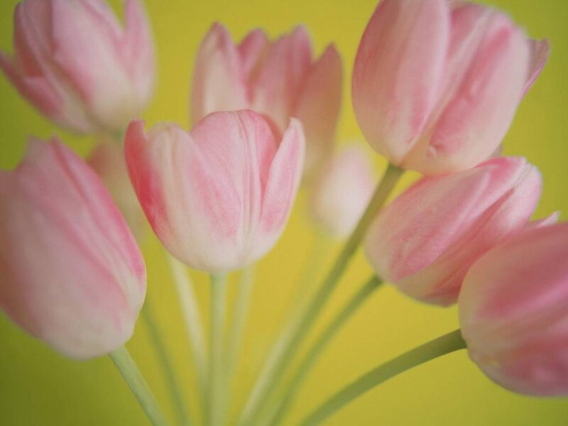 Pink Tulips — Calm, Spring, Photograph