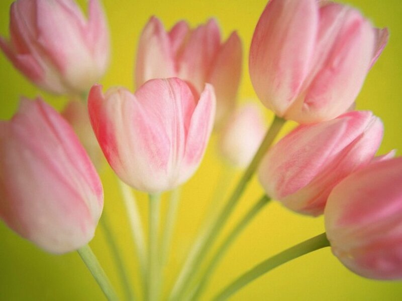 Pink Tulips — Calm, Spring