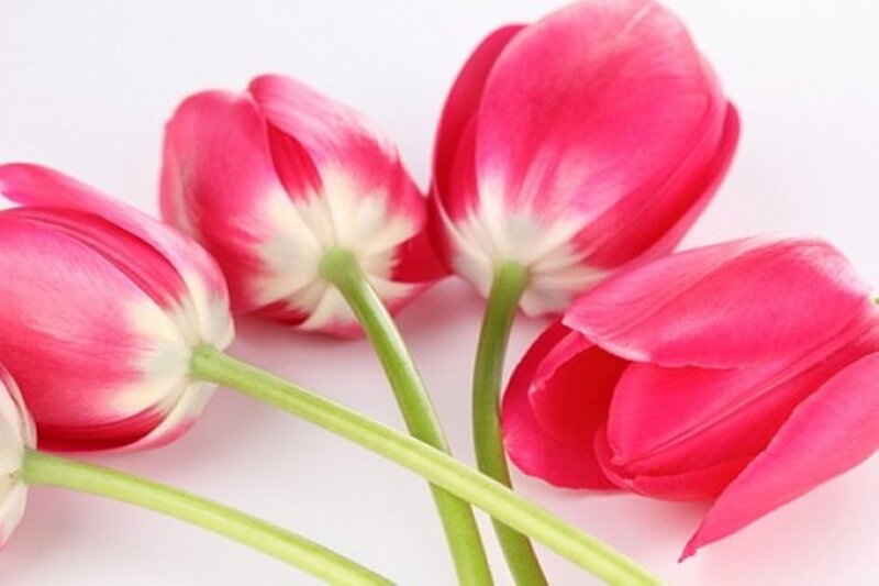 Pink Tulips — Calm