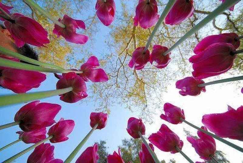 Pink Tulips from Below — Serene