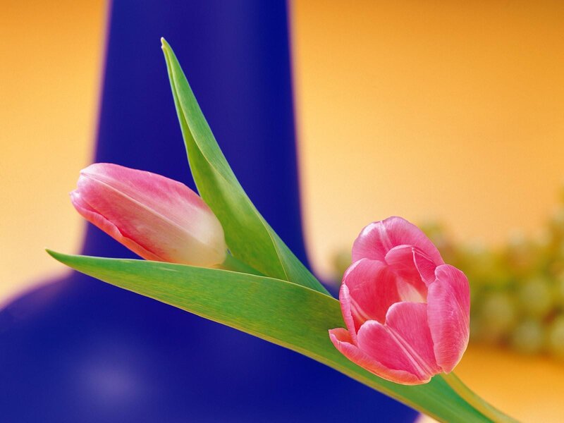 Pink tulips in a blue vase